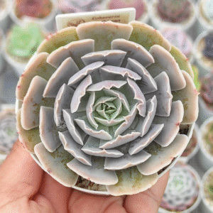 ECHEVERIA CARIBBEAN P8 # 2