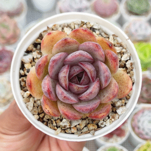 ECHEVERIA MIRINE P8