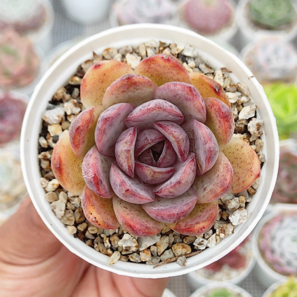 ECHEVERIA MIRINE P8