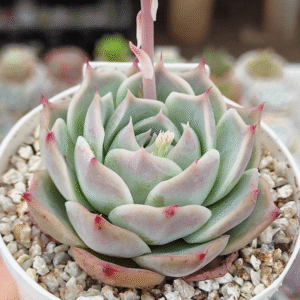 ECHEVERIA CORDELIA P8