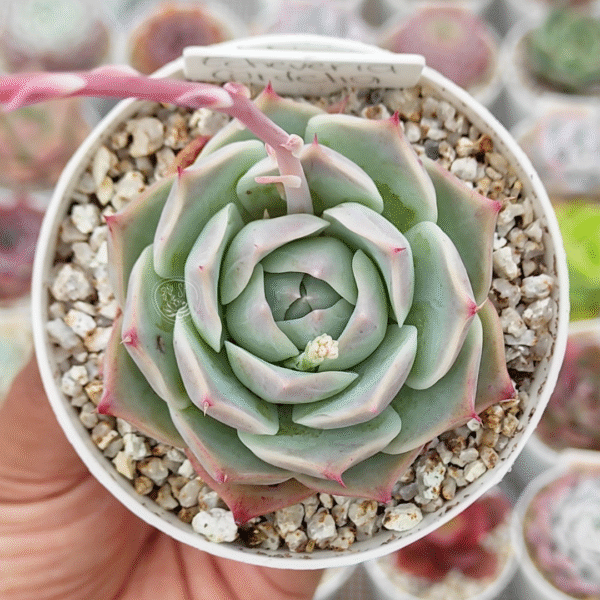 ECHEVERIA CORDELIA P8 - Imagen 2