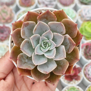 ECHEVERIA FANTASTIC FOUNTAIN HYBRID P8