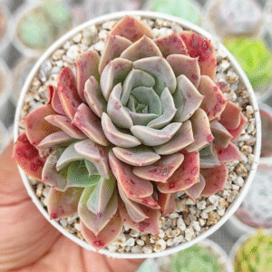 ECHEVERIA FANTASTIC FOUNTAIN HYBRID P8