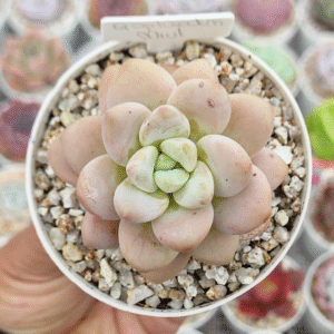 GRAPTOSEDUM MIUL P8