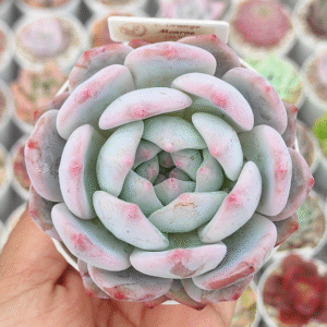 ECHEVERIA ORANGE MONROE P8 # 1