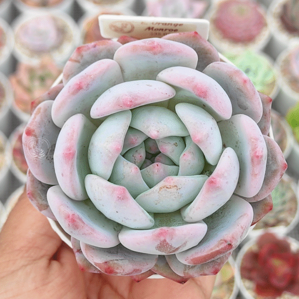 ECHEVERIA ORANGE MONROE P8 # 1