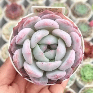 ECHEVERIA ORANGE MONROE P8 # 2